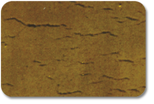 ODHGIES.11